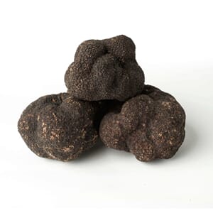 Høsttrøffel "Tuber Unicantum" sesong September - Januar